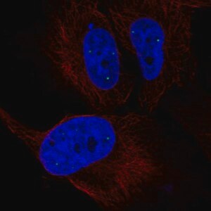 Merck Anti-ZNF239 antibody produced in rabbit