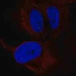 Merck Anti-ZNF239 antibody produced in rabbit