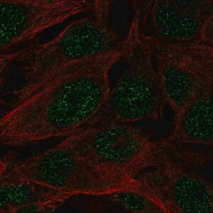 Merck Anti-SPATS1 antibody produced in rabbit