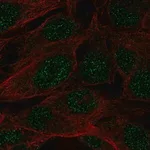 Merck Anti-SPATS1 antibody produced in rabbit