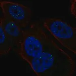 Merck Anti-PMS1 antibody produced in rabbit