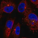 Merck Anti-CEP350 antibody produced in rabbit