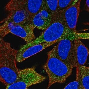 Merck Anti-GPRASP1 antibody produced in rabbit