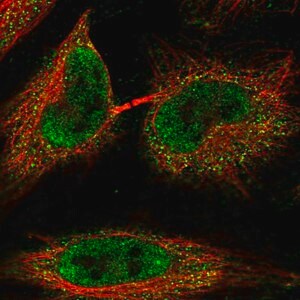 Merck Anti-C1orf216 antibody produced in rabbit