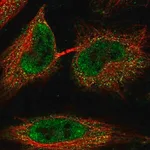 Merck Anti-C1orf216 antibody produced in rabbit