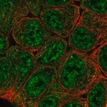 Merck Anti-EPAS1 antibody produced in rabbit