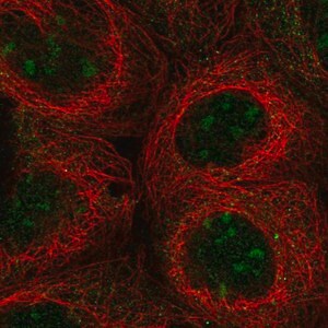 Merck Anti-UBXN11 antibody produced in rabbit