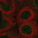 Merck Anti-UBXN11 antibody produced in rabbit