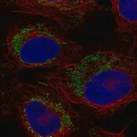 Merck Anti-CCR7 antibody produced in rabbit