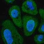 Merck Anti-PITPNC1 antibody produced in rabbit