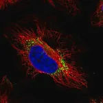 Merck Anti-GTPBP2 antibody produced in rabbit