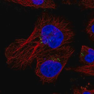 Merck Anti-HID1 antibody produced in rabbit