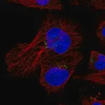 Merck Anti-HID1 antibody produced in rabbit