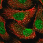 Merck Anti-CC2D1B antibody produced in rabbit