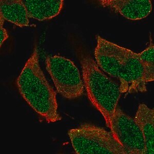 Merck Anti-SHC3 antibody produced in rabbit