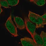 Merck Anti-SHC3 antibody produced in rabbit