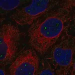 Merck Anti-CLUH antibody produced in rabbit