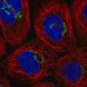 Merck Anti-RINT1 antibody produced in rabbit