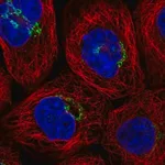 Merck Anti-RINT1 antibody produced in rabbit