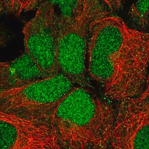 Merck Anti-RFNG antibody produced in rabbit
