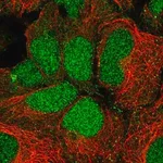 Merck Anti-RFNG antibody produced in rabbit