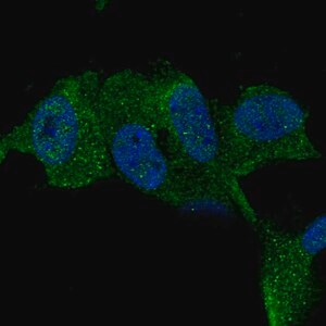 Merck Anti-TTBK1 antibody produced in rabbit