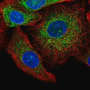 Merck Anti-GRB10 antibody produced in rabbit