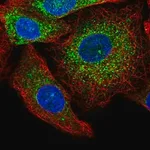 Merck Anti-GRB10 antibody produced in rabbit