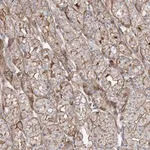 Merck Anti-PARVG antibody produced in rabbit