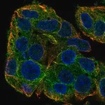 Merck Anti-SLC38A3 antibody produced in rabbit