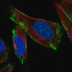 Merck Anti-CAV3 antibody produced in rabbit