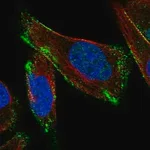 Merck Anti-CAV3 antibody produced in rabbit