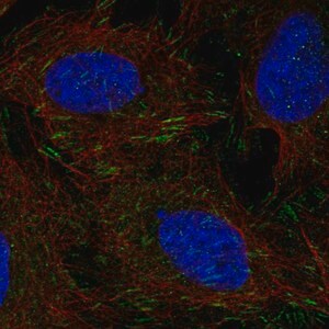 Merck Anti-DOK5 antibody produced in rabbit