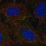 Merck Anti-DOK5 antibody produced in rabbit