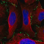 Merck Anti-EDA2R antibody produced in rabbit