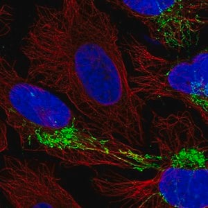 Merck Anti-CPOX antibody produced in rabbit