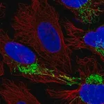 Merck Anti-CPOX antibody produced in rabbit