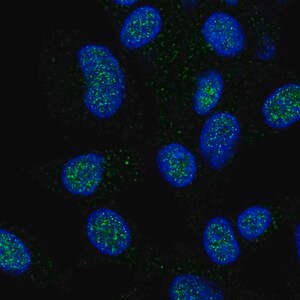 Merck Anti-HECTD1 antibody produced in rabbit