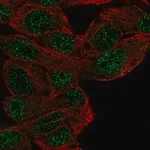 Merck Anti-MFHAS1 antibody produced in rabbit