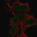 Merck Anti-LDLRAD4 antibody produced in rabbit