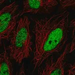 Merck Anti-C19orf57 antibody produced in rabbit