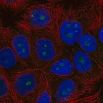 Merck Anti-TRIM52 antibody produced in rabbit