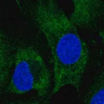 Merck Anti-GIGYF2 antibody produced in rabbit