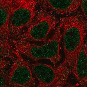 Merck Anti-LAMA5 antibody produced in rabbit