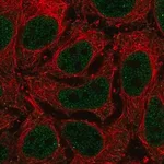 Merck Anti-LAMA5 antibody produced in rabbit