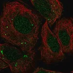 Merck Anti-FOSB antibody produced in rabbit