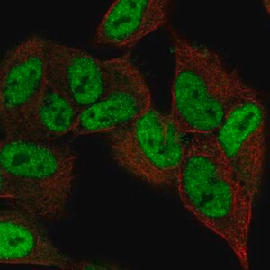 Merck Anti-ZNF333 antibody produced in rabbit