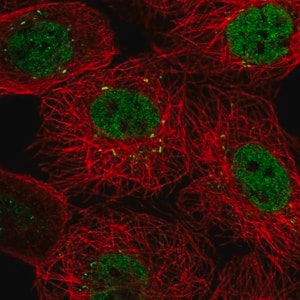Merck Anti-PACRGL antibody produced in rabbit