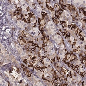 Merck Anti-GPR50 antibody produced in rabbit