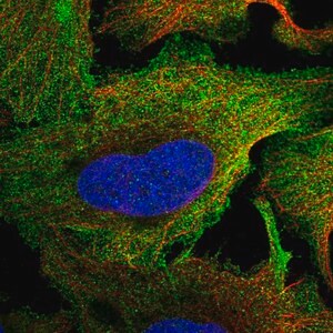 Merck Anti-PTPRS antibody produced in rabbit